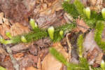 Running clubmoss